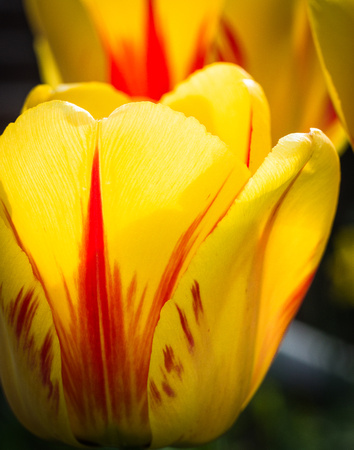Yellow and Red Tulip