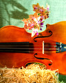Orchid, Straw and Violin