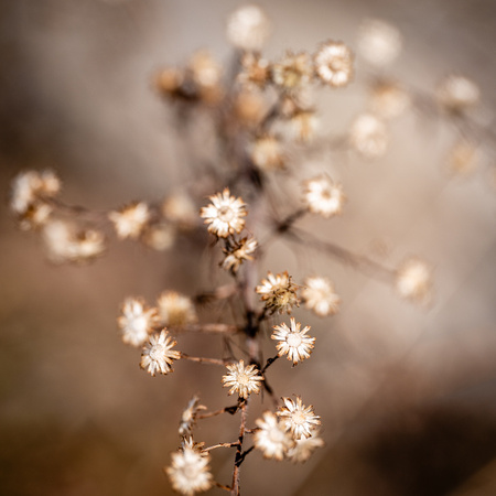 Natural Sepia