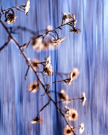 Windblown